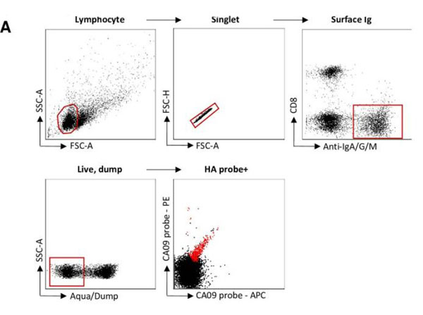 Flow Cytometry using Goat Anti-Ferret IgG IgA IgM Antibody Fluorescein Conjugated